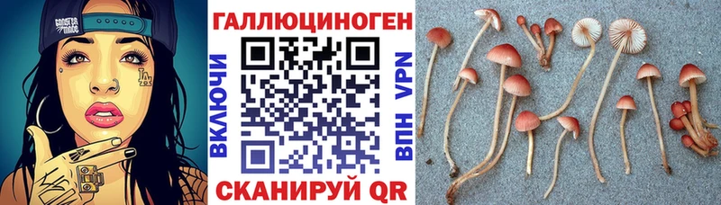 Псилоцибиновые грибы мицелий Купить где Карачев
